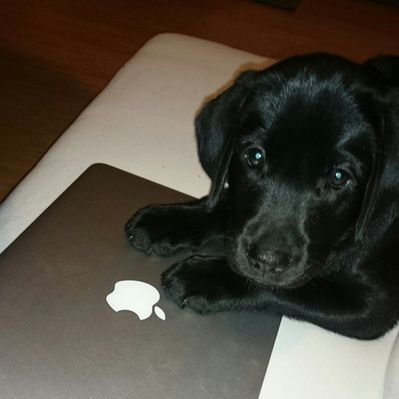 Ernährungsberatung für Hunde in Hamburg