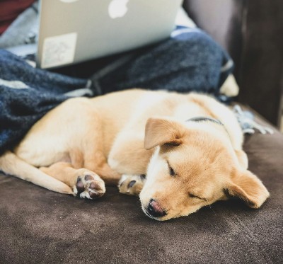 Artikel über gesunde Hundeernährung, BARF, Läufigkeit und Krankheiten