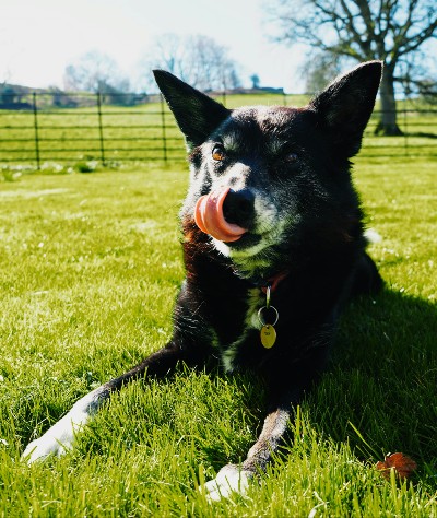 CNI bei Hund - in welchem Stadium ist er