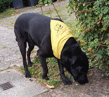 Gelber Hund Läufigkeit