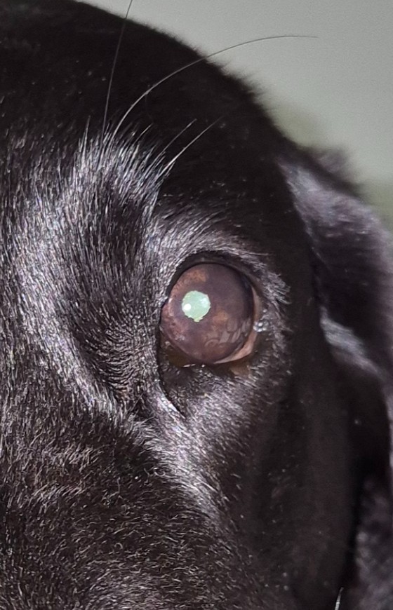 Irismelanom Hund Iris Veränderung