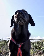 Artikel zu Lebererkrankungen beim Hund