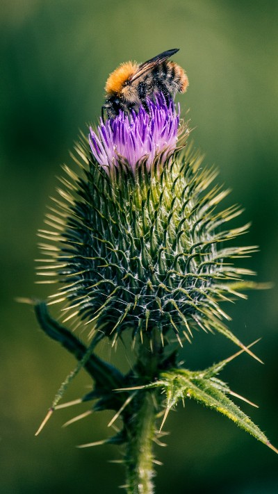 Mariendistel für den Hund