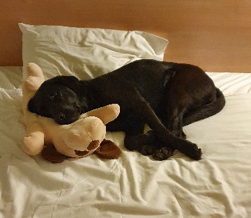 Niereninsuffizienz beim Hund