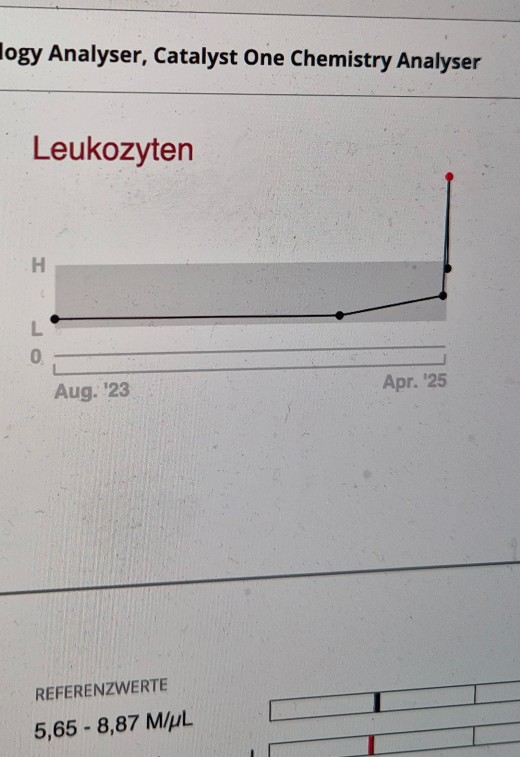 Hündin mit Gebärmutterentzündung