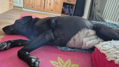 Hündin mit Gebärmutterentzündung