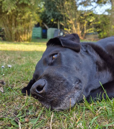 Hündin mit Gebärmutterentzündung
