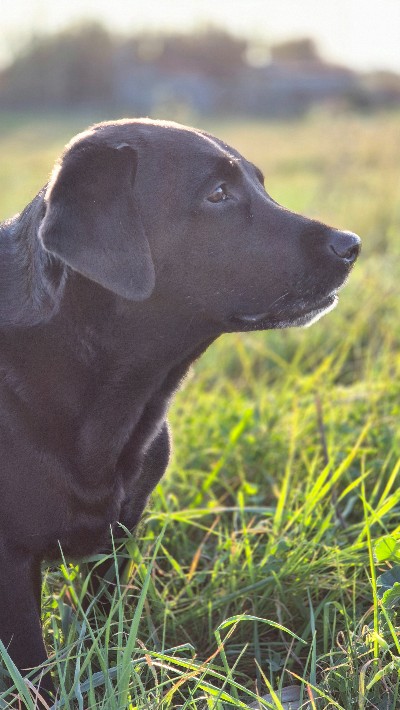 Scheinträchtigkeit Hündin behandeln